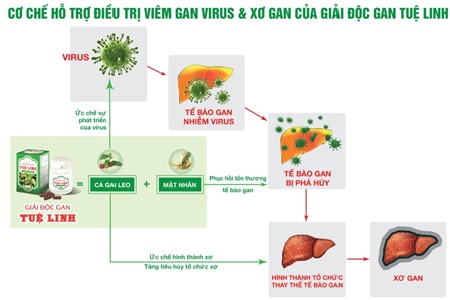 co-che-ho-tro-dieu-tri-viem-gan-b