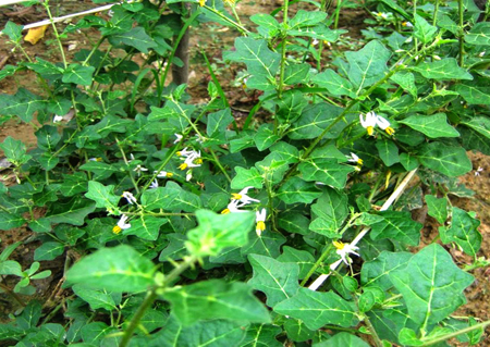 ca-gai-leo-12